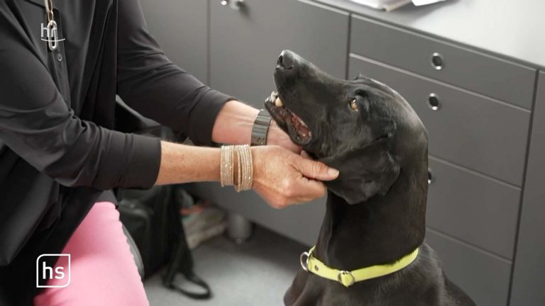 Hessenschau: Office dog Indra at INOSOFT